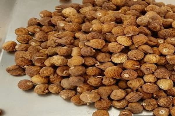 معرفی انجیر درجه یک صادراتی + بهترین قیمت خرید